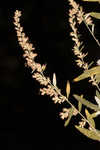 Common wormwood 